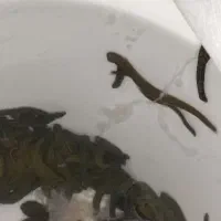 زالو  (فروش زالوی طبی  برای مصارف درمانی آرایشی)|آرایشی، بهداشتی، درمانی|ارومیه, |دیوار