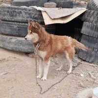 سگ هاسکی گلد گشنیز اصل