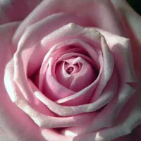 حمام دادن سالمند شما