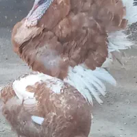 بوقلمون