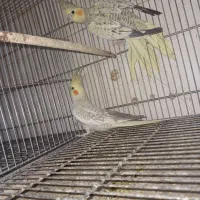 عروس هلندی