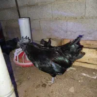 تخم نطفه دار ایام سمانی اصیل اندونزی