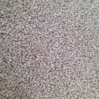 گندم پیشگام درجه یک بذری و تمیز|خوردنی و آشامیدنی|دشتابی, |دیوار