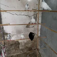 کبوتر