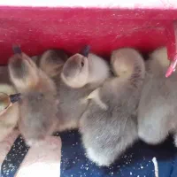 سلام فروش  تا جوجه غاز سالم و سرحال در زاغمرز