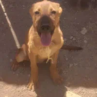 توله پژدر ماده
