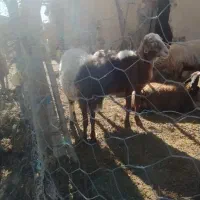 قوچ هترو یک ساله|حیوانات مزرعه|گلی داغ, |دیوار