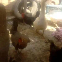 قو غاز شش ماهه|حیوانات مزرعه|شیراز, تندگویان|دیوار