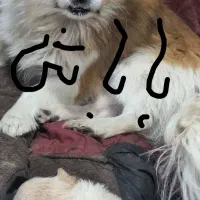 پیکینیز .۲۰.ر.و.زه