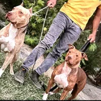 سگ پیتبول ، پیت بول