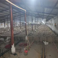 کارگر مرغداری