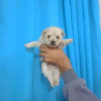 توله سایز ریز|سگ|بجنورد, |دیوار