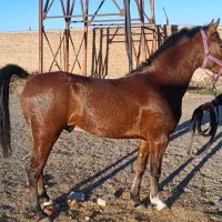 اسب نریان کرد 5ساله