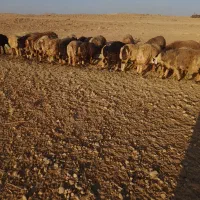 بره چاق تخت