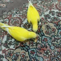 جوجه راهب لوتینو