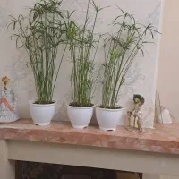 نخل مرداب|گل و گیاه طبیعی|تهران, قیطریه|دیوار