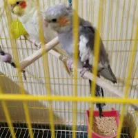 ۳ عدد طوطی سخن گو