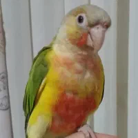 طوطی گرینچیک اکستریم رد|پرنده|فردیس, شهرک ۱۱۰|دیوار