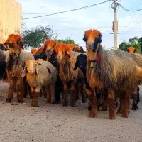 ۳۰ راس میش بختیاری زاییده و ابستن