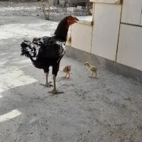 تعدادی مرغ خروس جوجه