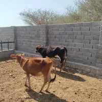 گوساله داشتی