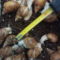 حراج حلزون آلبینو