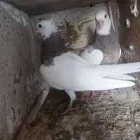 پنج تا کفتر