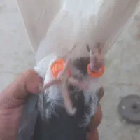 دم سفید چپ|پرنده|تربتحیدریه, طالقانی|دیوار