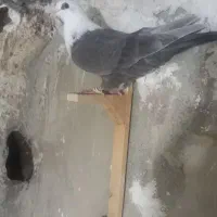 جوجه رنگی بهبهانی وشهری