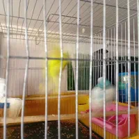 مرغ عشق|پرنده|فردیس, قریشی|دیوار