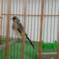 سقا|پرنده|کرمان, |دیوار