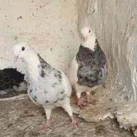 کبوتر طوقی(باشت)