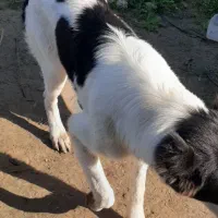 واگذری سگ نر قهدر جون و کانگال رایگان|سگ|قائم‌شهر, |دیوار