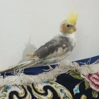 جوجه عروس هلندی