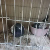 کله دم سیاه پرش و بازی دار به شرط آسمون