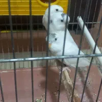 خرگوش و مرغ عشق با قفس|پرنده|شباب, |دیوار