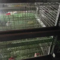 قفس دو طرفه ۴طبقه کبک و بلدرچین ومرغ|لوازم جانبی حیوانات|فردوس (خراسان), |دیوار