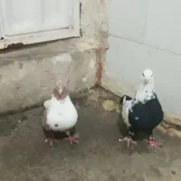 کبوترفروشی