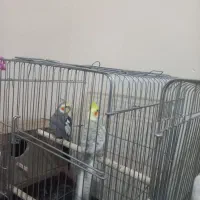 عروس هلندی بالیغ جفت نر و ماده