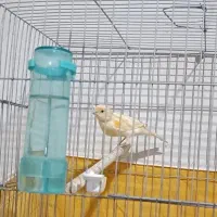 قناری ماده سرامیکی اماده جفت