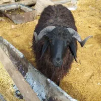 بره نروماده خرج خورده هم برا کشتار هم پروار ۳۷۰