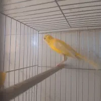 قناری نر شلاقی .|پرنده|بروجن, |دیوار