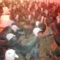 بوقلمون نر برنز اصل|حیوانات مزرعه|سقز, |دیوار