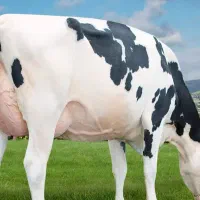 گاو فلج و پرواری