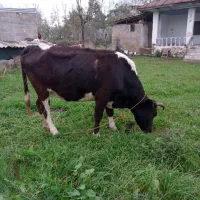 گاو ۶ ماه آبستن