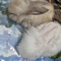 فروش خرگوش لوپ خانگی