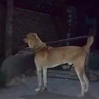 سگ.
