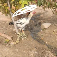 سه عدد جوجه خروس هفت ماهه|حیوانات مزرعه|لیلان, |دیوار