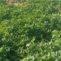 خوردن و آشامیدنی