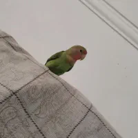 طوطی برزیلی